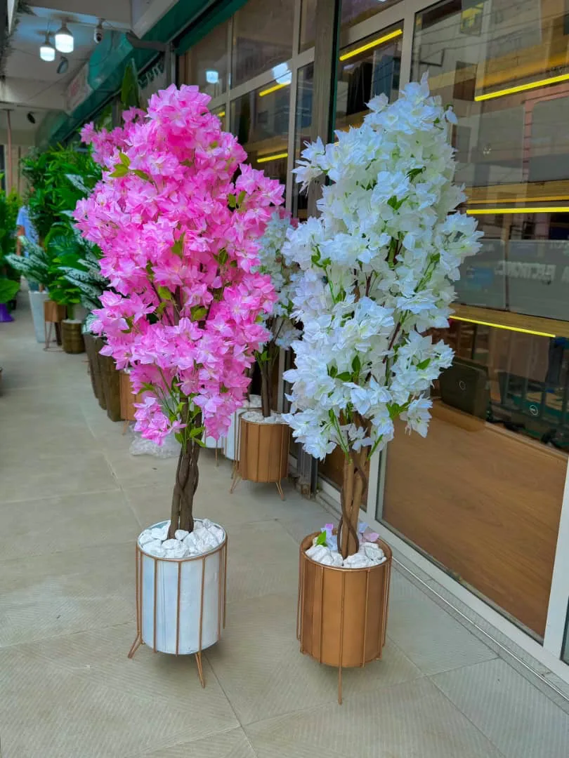 Bougainvillea Tree